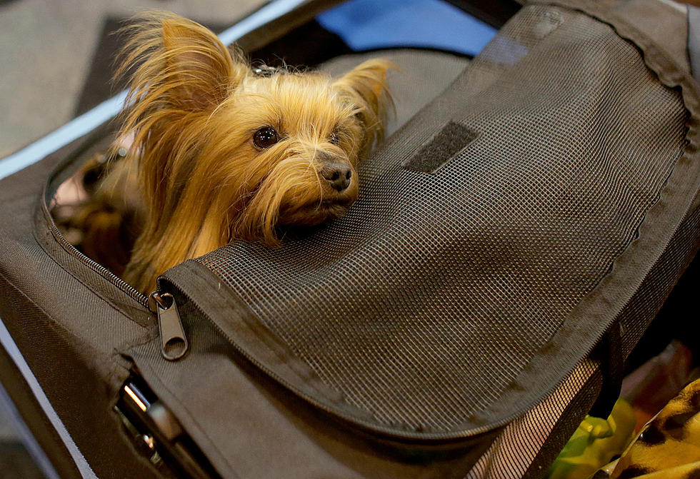 Home of Yorkie Hoarders Condemned