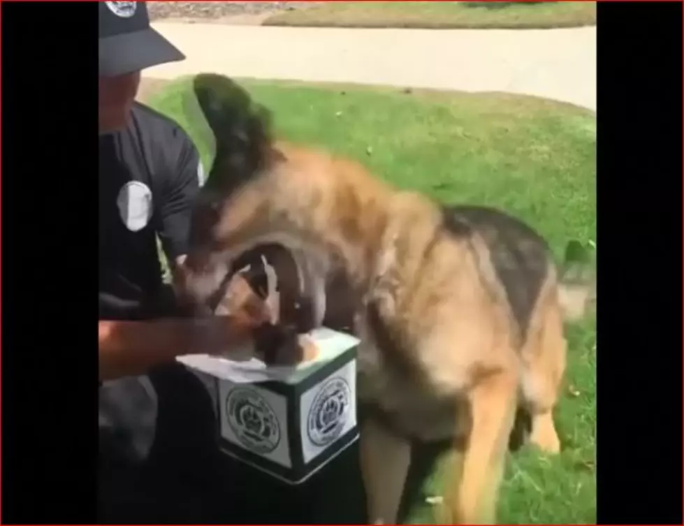 Police Dog 1, Jack in The Box Puppet, -0-  Hilarious VIDEO