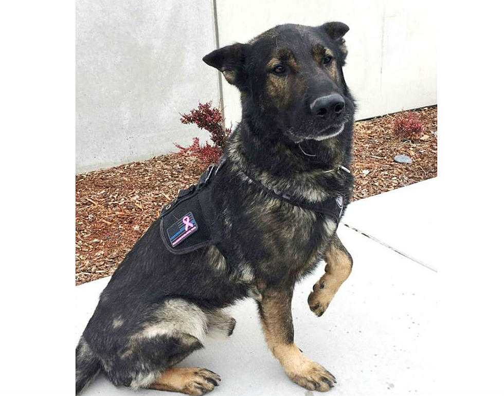 Pasco K-9 Arrests Suspect with One Bite-Literally