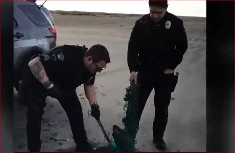 Watch Oregon Police Officers &#8216;Battle&#8217; Seal Trapped in Plastic [VIDEO]