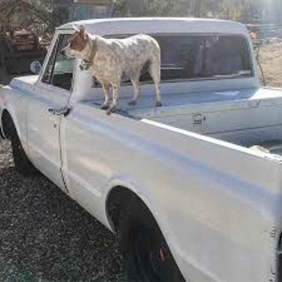 Debate Settled–Illegal For Unsecured Animal in Back of Truck