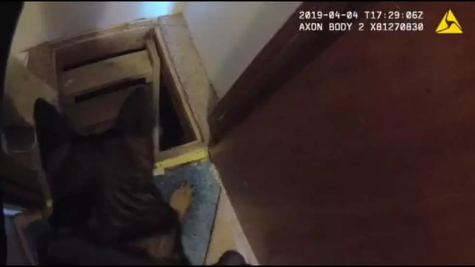 Pasco K-9 Literally &#8216;Scares&#8217; Suspect Out of Crawl Space
