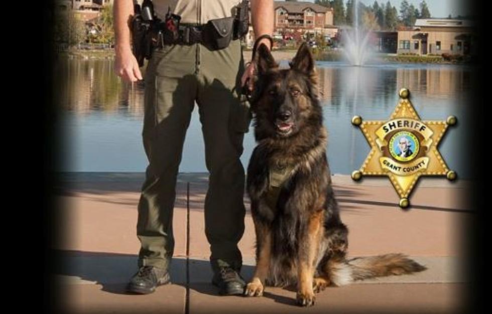 K-9 Lives Up to Name “Chewbacca,” Pulls Suspect Off Roof of Truck
