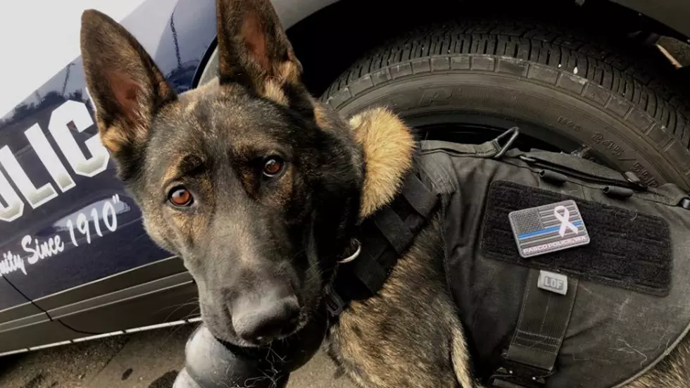 Pasco K-9 Uses Suspect&#8217;s Arm as a Chew Toy-Big Time
