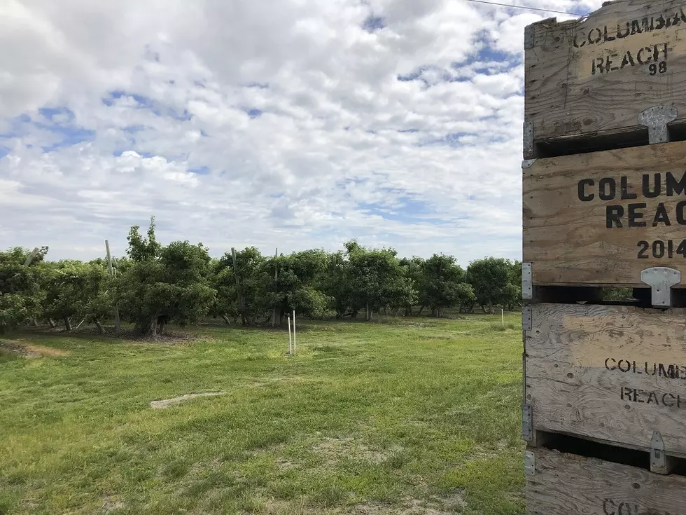 Longtime Richland Orchards to Become Development Area