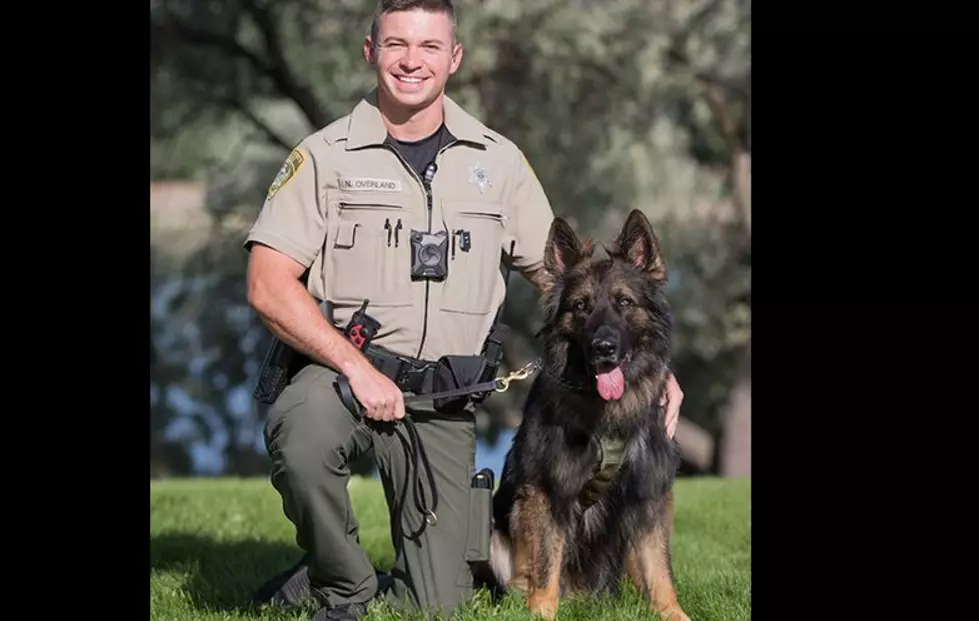 Grant County K-9 Chewbacca &#8216;Chews&#8217; DV Suspect Into Submission