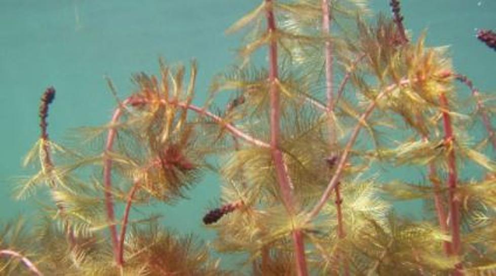 Milfoil Delays Hydro Testing on Columbia Friday Morning