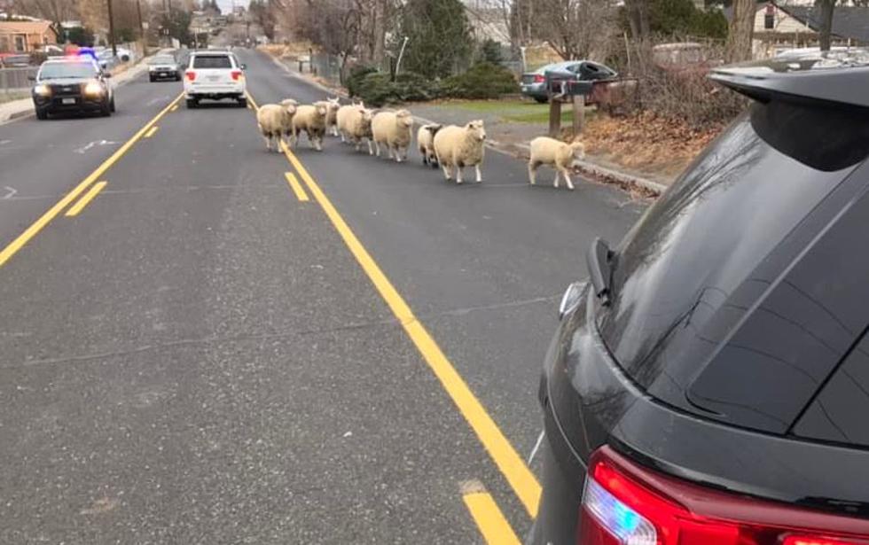 Baaaad Wayward Sheep Rounded up by Kennewick Police