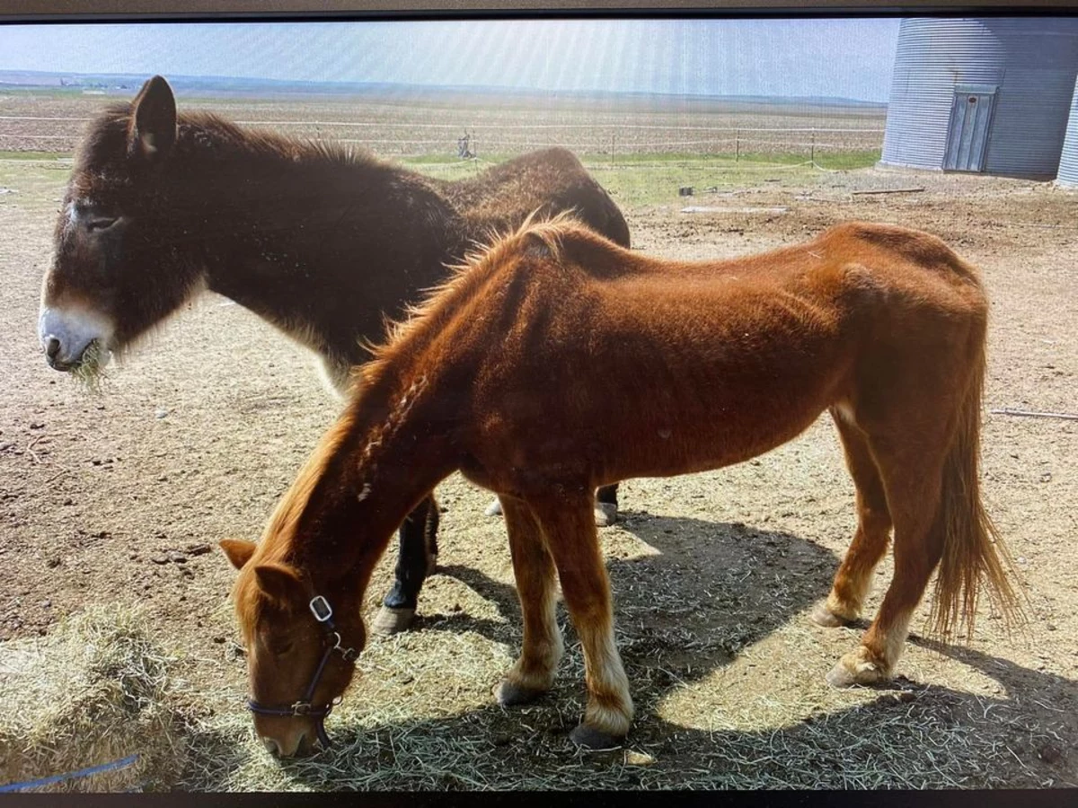 Landowner Facing 3 1st Degree Animal Cruelty Charges to Horses
