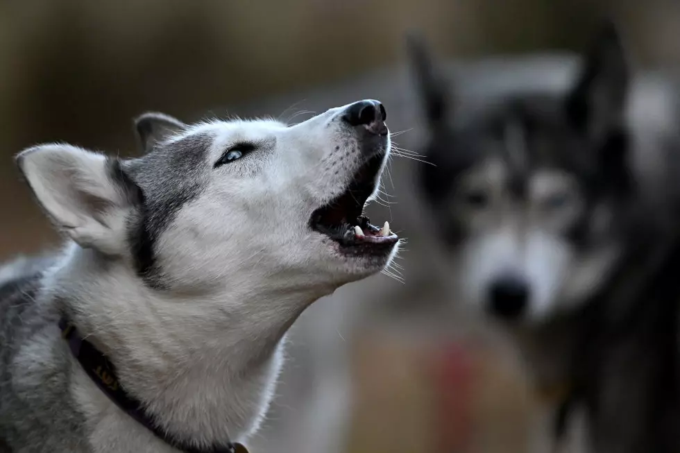 3 Huskies Found Tied Up, Shot, in Rural Benton County