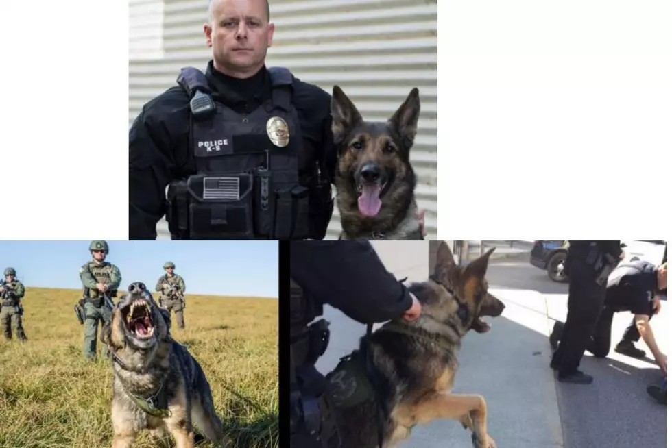 Beloved Retired Kennewick K-9 Axel Passes Away