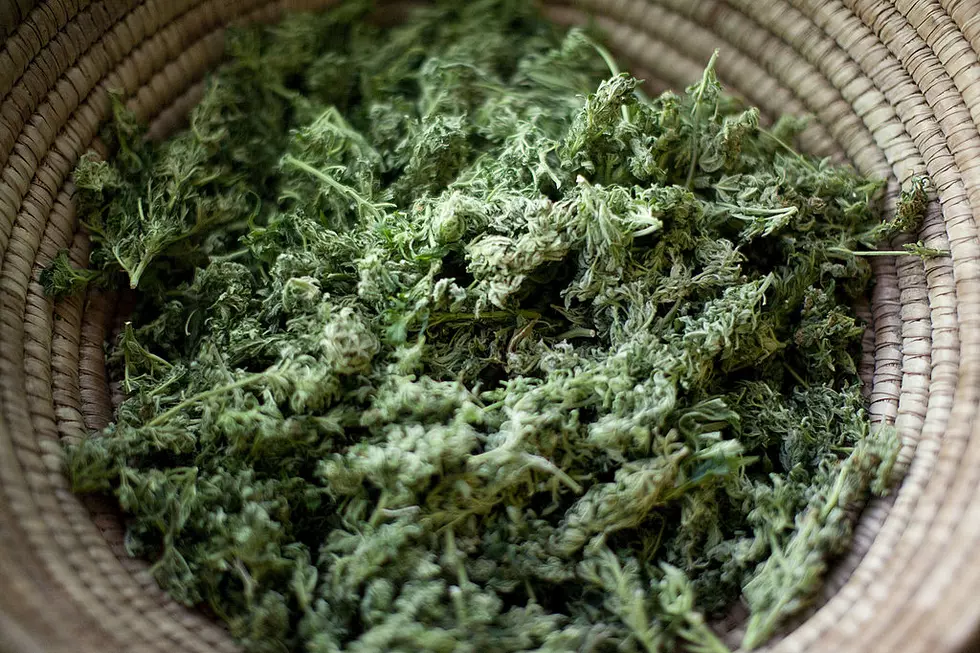 UW Report Details Hazards of 'Boosted' Marijuana in WA State