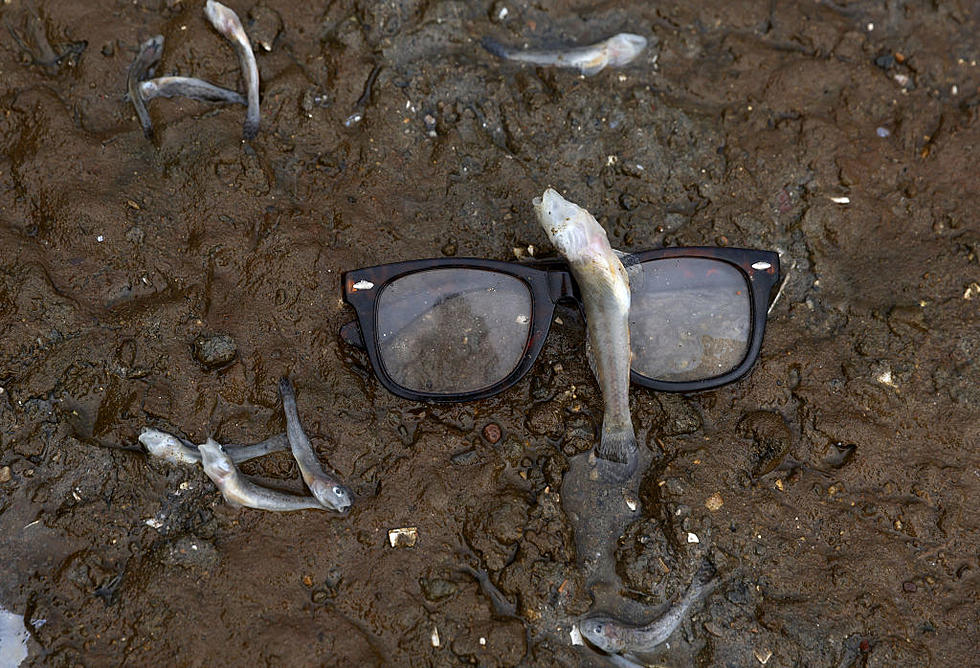 WA DOH Wants You to Eat Less Sturgeon&#8211;Who Actually Eats It?