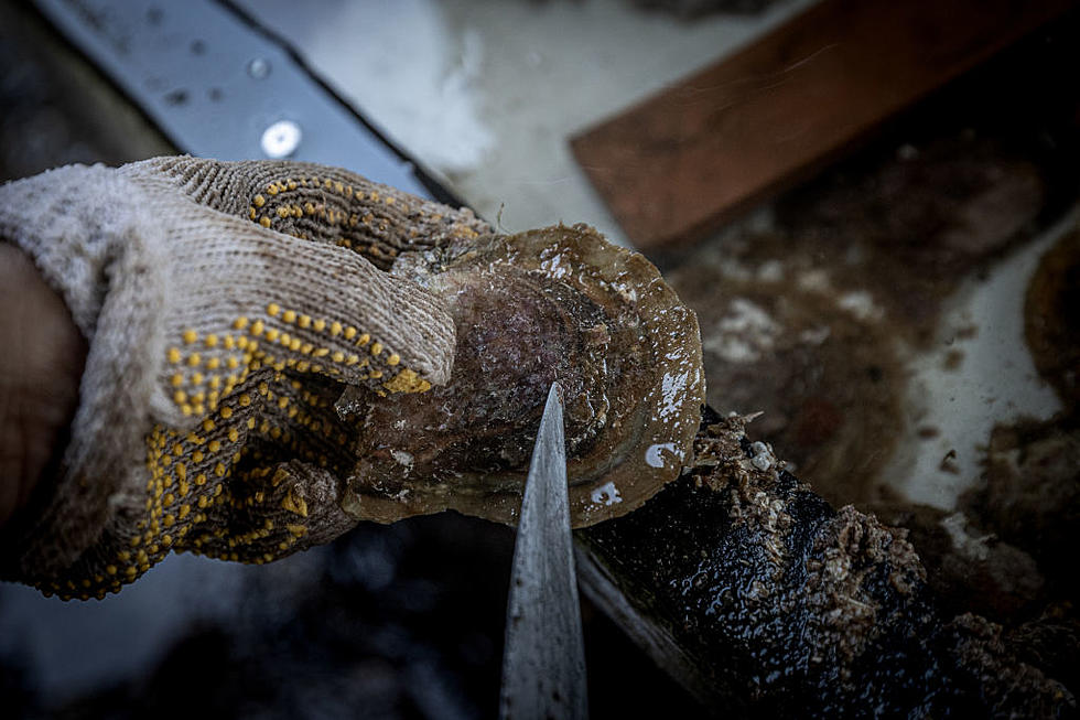 Fecal Pollution Threatens Multiple WA Shellfish Harvest Areas