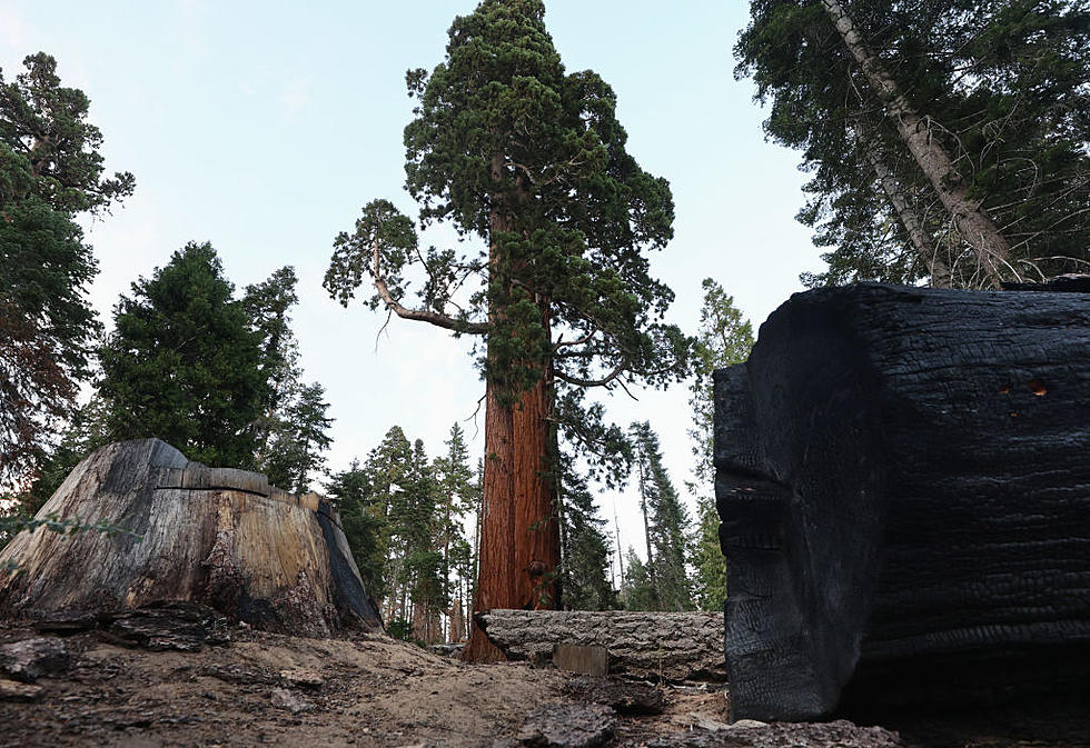 Bark Beetles Eating WA Trees, Bug Levels at 10-Year Highs