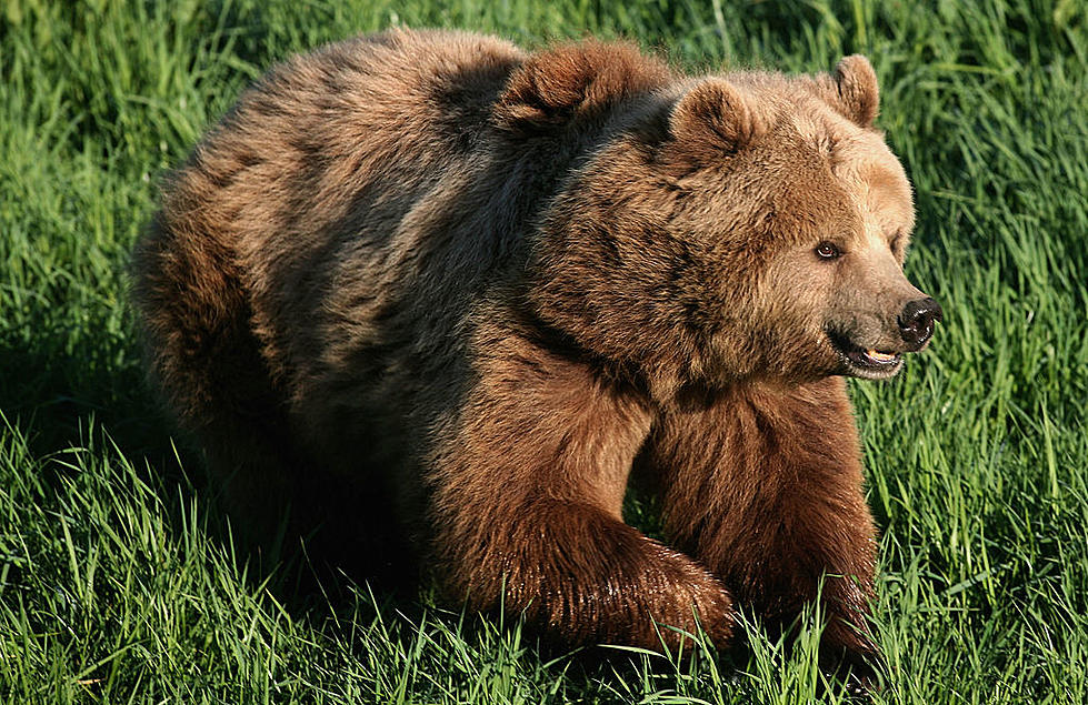 Bear Shot near Occupied Business, Neighborhood in Moxee