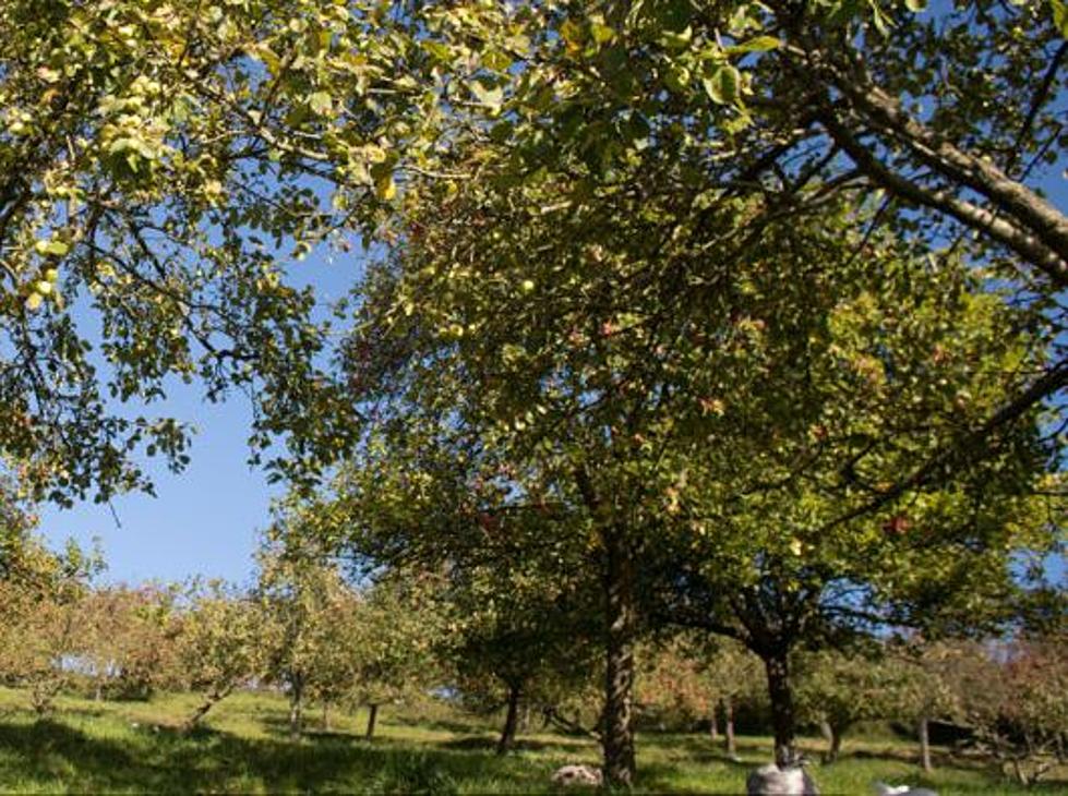 Benton County Deputies Now Patrolling Orchards, Due to Strange Activity