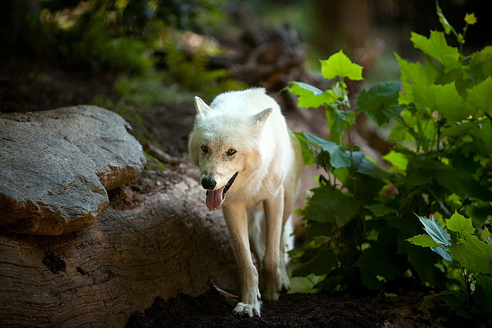 $50K Reward Offered Over Killing of 3 Oregon Gray Wolves