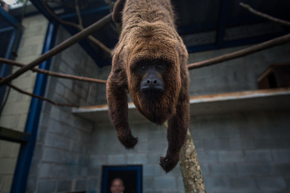 Man Busted Smuggling Howler Monkeys Into Texas from Mexico