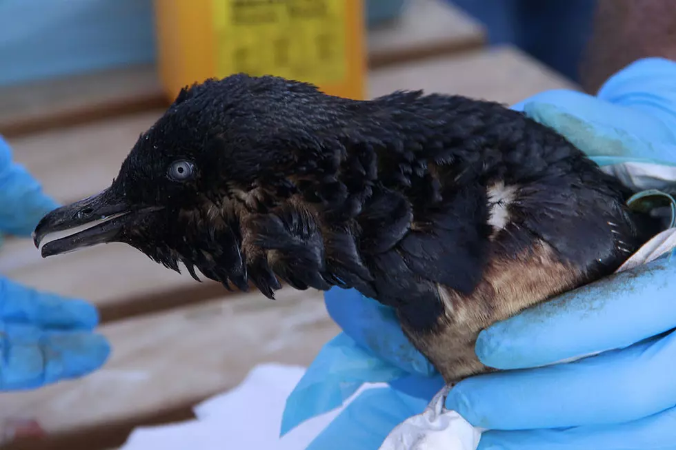 Oil-Soaked Birds, Tar Balls, Found Along WA, OR Coastlines
