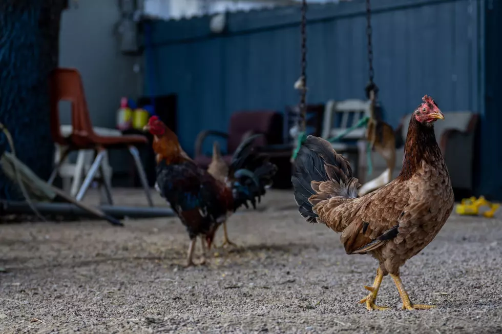 Fighting Roosters Set for Sanctuary Shot by Yakima Deputies