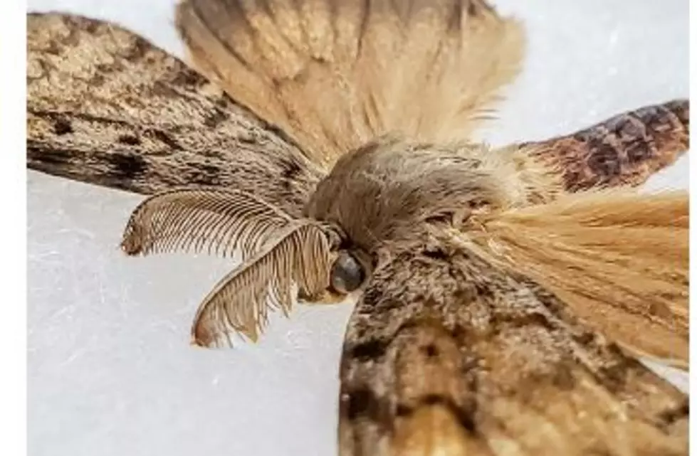 WA State Declares Emergency Over Spongy Moth Infestations