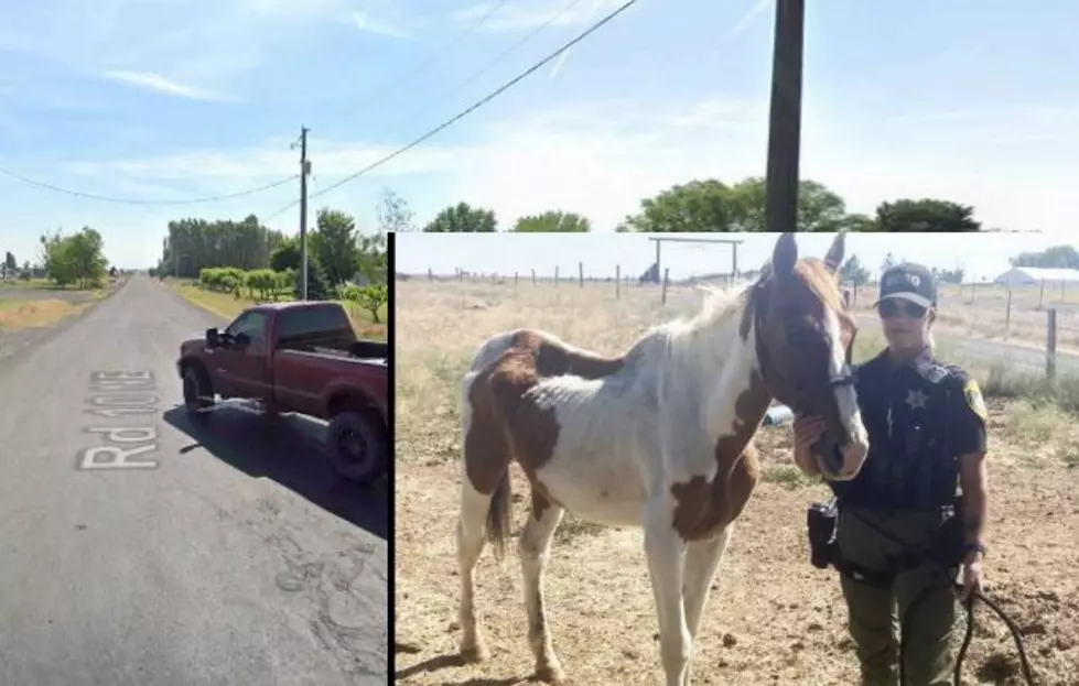 Felony Charges Likely After This Moses Lake Horse Died of Neglect