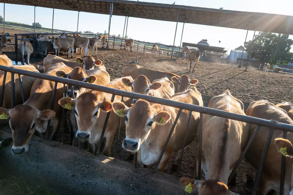 Idaho Dairies Using Less Water, Despite More Cows