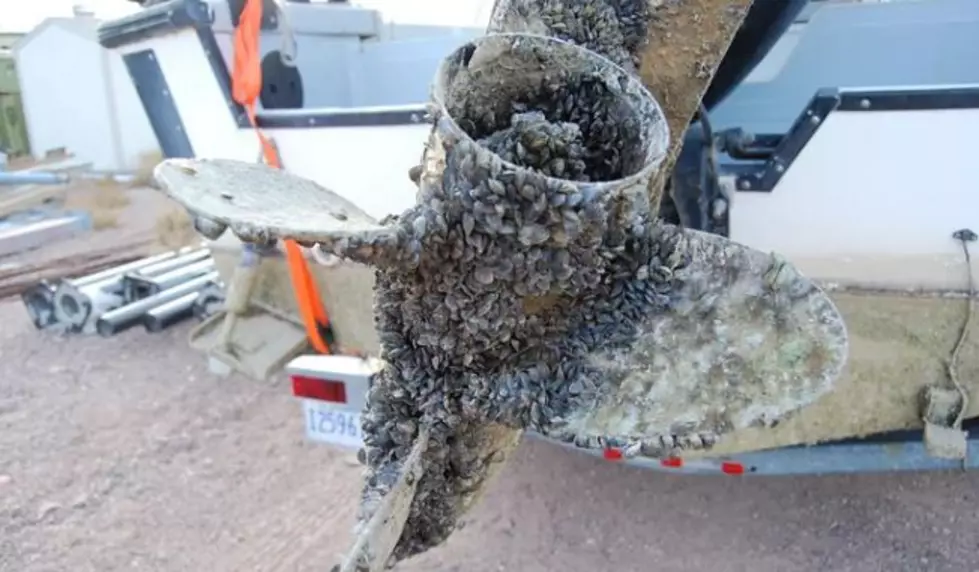 WA State Ramps Up Search for Invasive Destructive Quagga Mussels