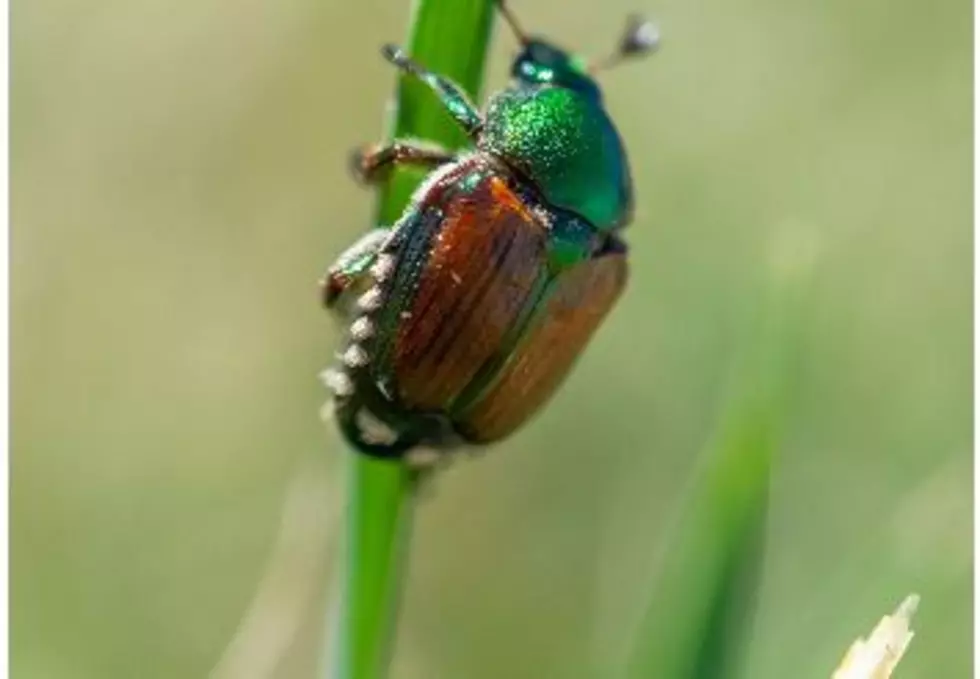 Japanese Beetle Trapped in Wapato, Eradication Efforts Continue