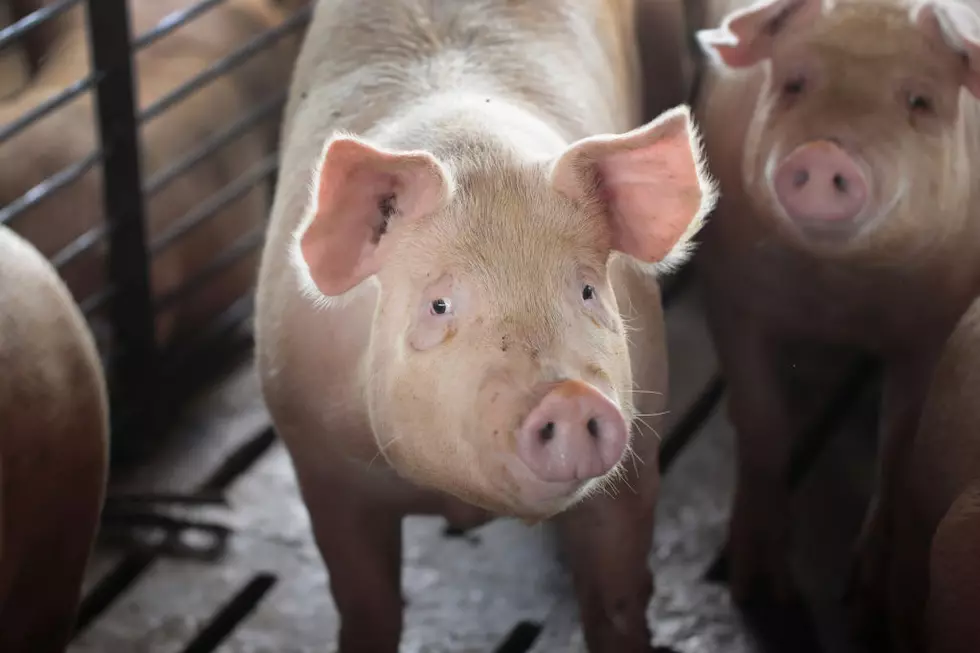 PCV4 Swine Virus Detected in US for the First Time