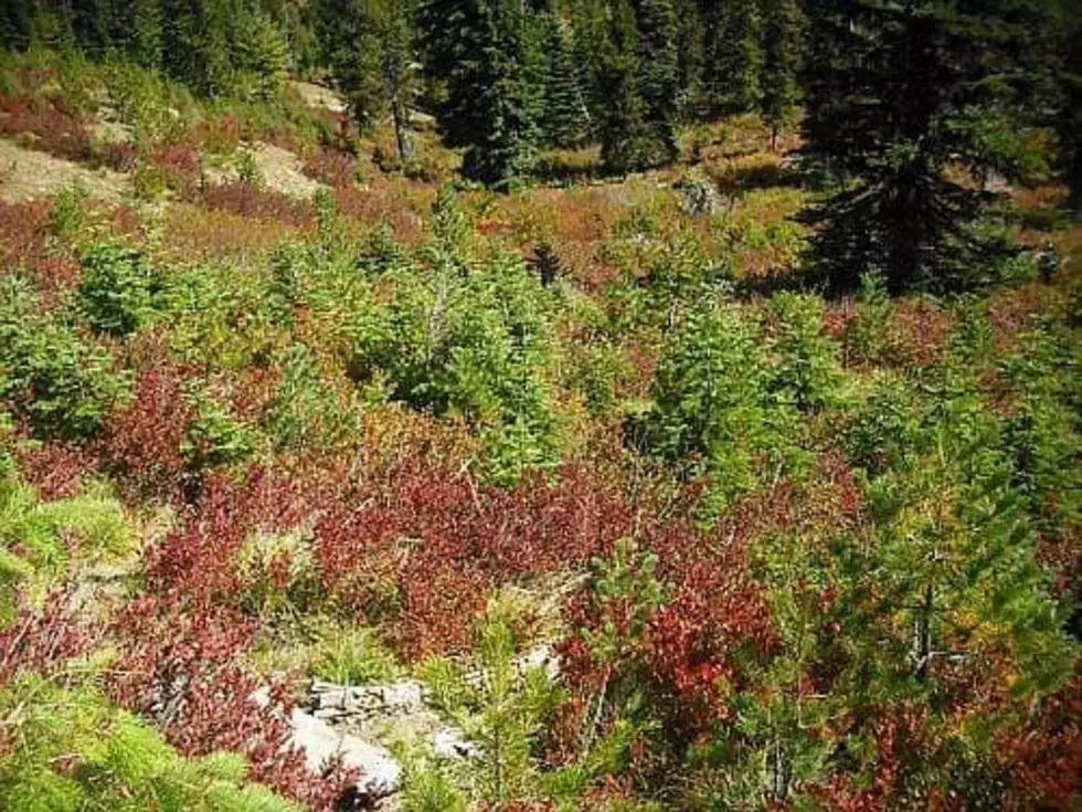 Human Skull Found in Remote Forest Area Near Mt. Adams