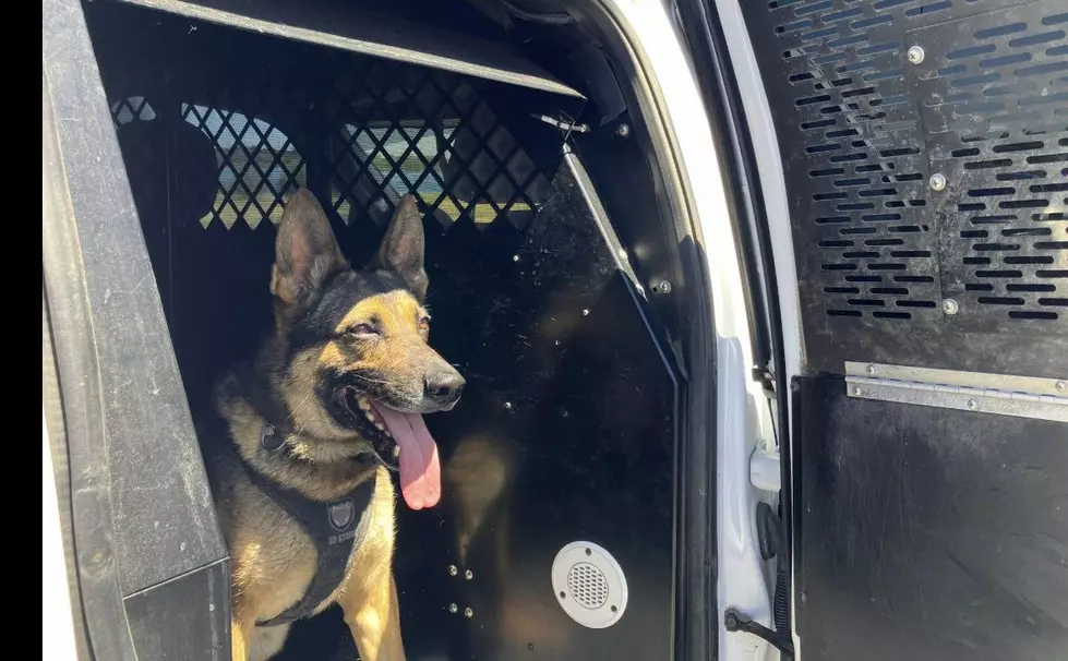 Kennewick K-9 Locates, Apprehends Machete Assault Suspect in Columbia Park