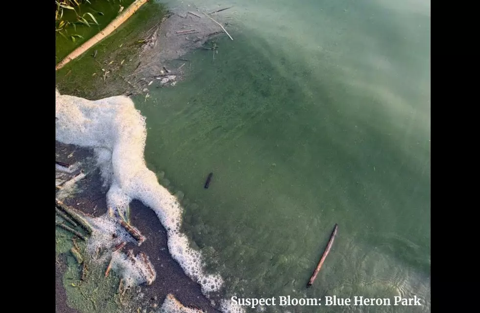 Toxic Algae Bloom Warnings Issued for Large Middle Area of Moses Lake