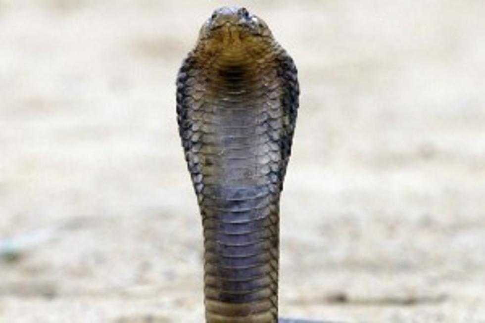 Escaped Bronx Zoo Cobra Captured