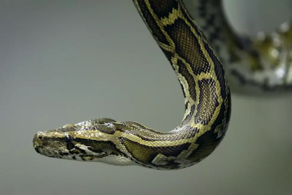 Police Find Huge Snake In Richland