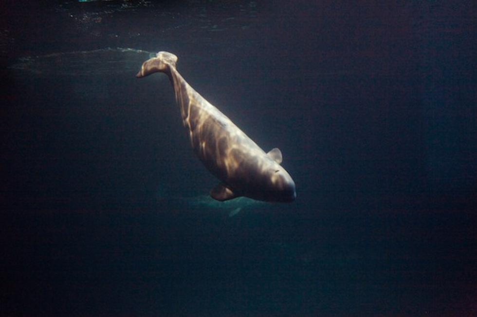 Naked Woman Skinny Dips With Whales to Tame Them [VIDEO]