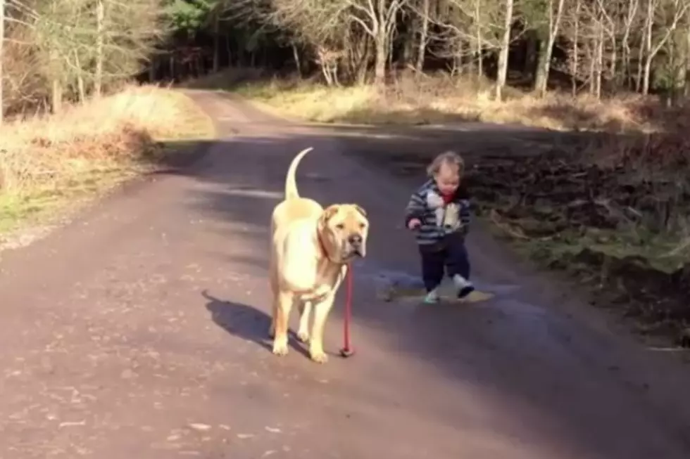 Aww! Dog Waits While Kid Splashes in Puddle in Heartwarming Video