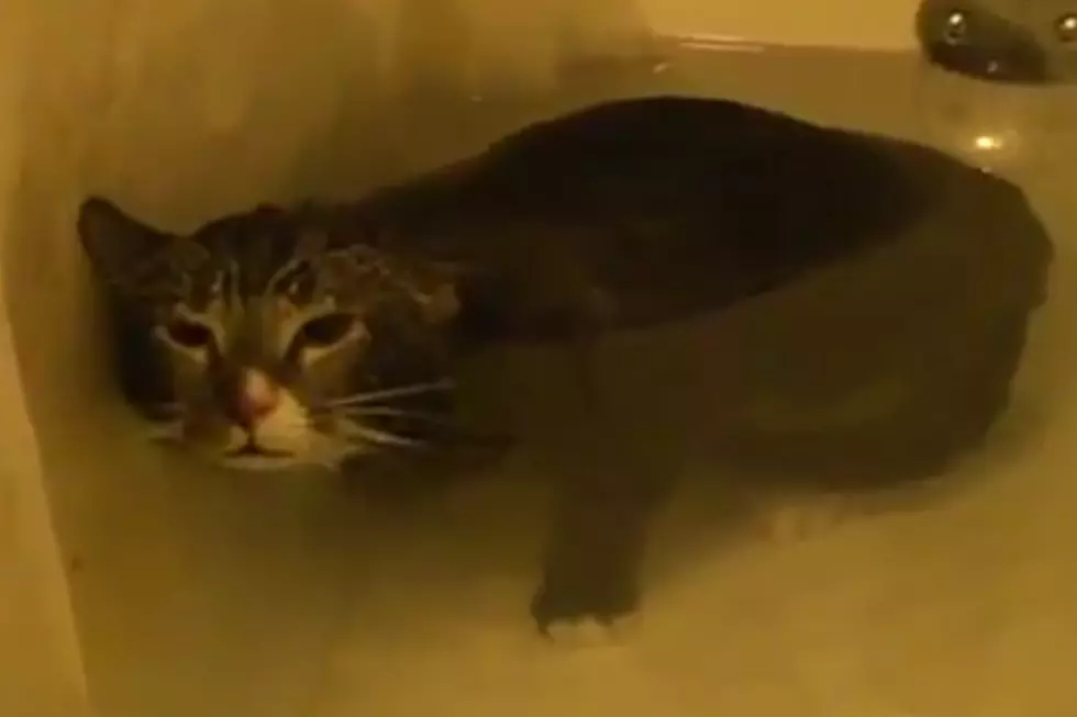 What It Sounds Like When A Cat Meows Underwater