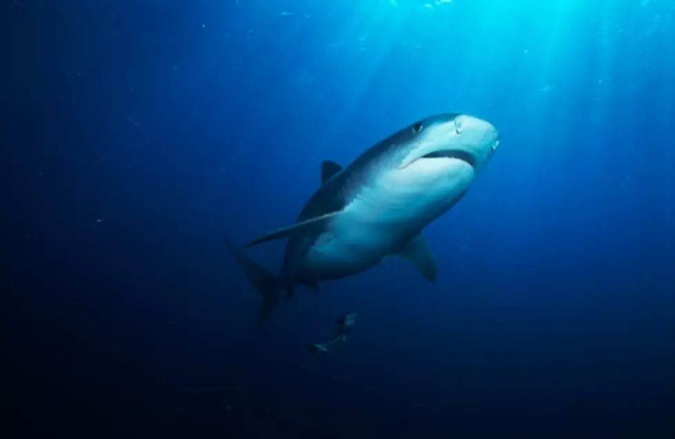 Adam Walker Swims With Dolphins And A Shark Too (VIDEO)