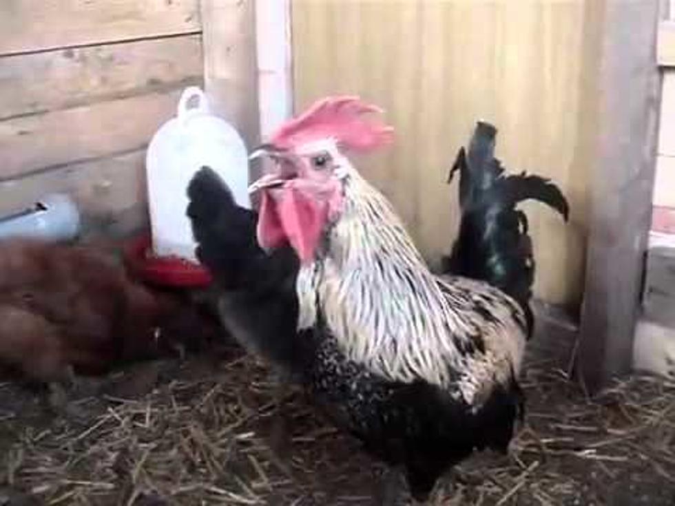 Death Metal Chicken