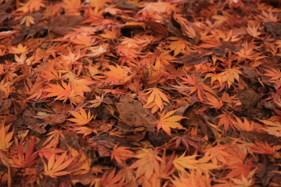 City of Yakima Offering Free Biodegradable Bags For Fall Leaf Collection