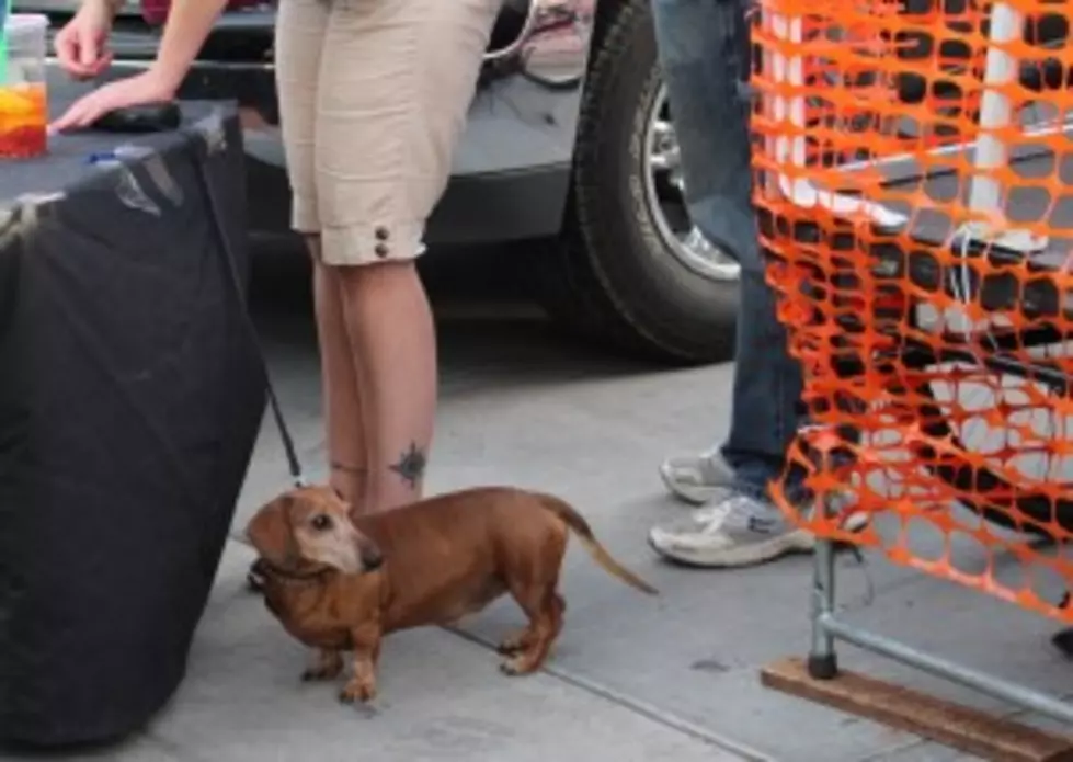 Yakima Humane Shelter Reopens After Dog Illness