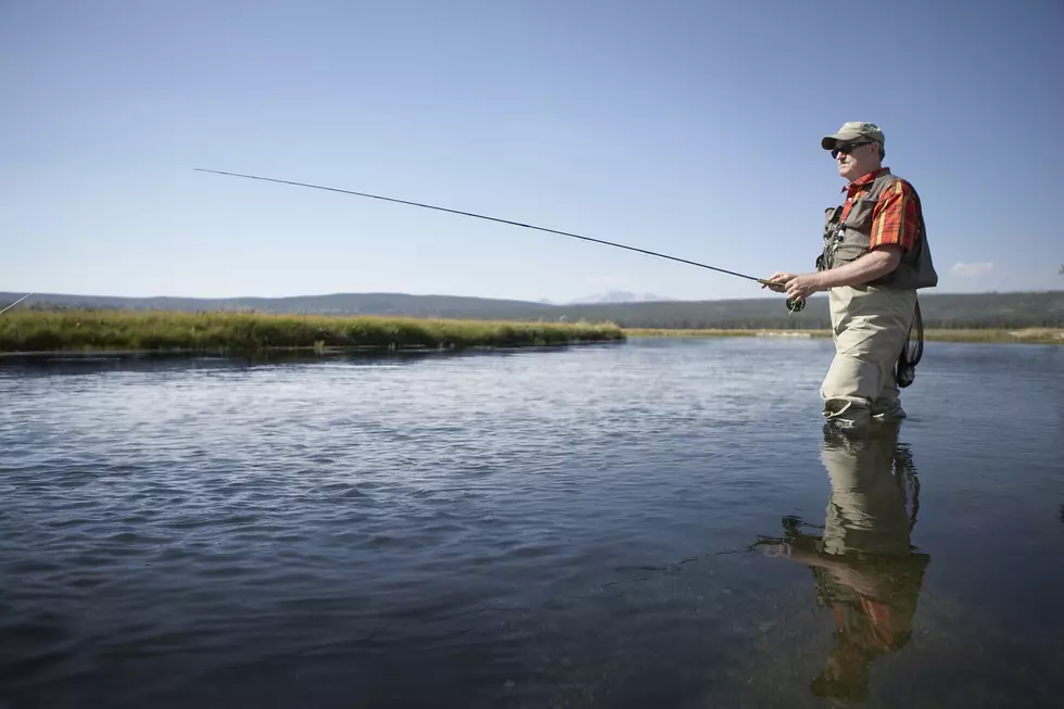 Hot Water Killing Sockeye Salmon In Columbia River