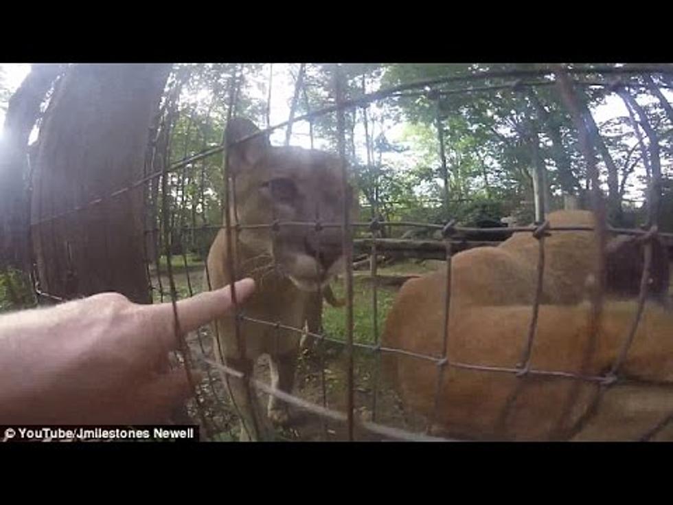 Idiot Jumps Zoo Fence In Ohio to Pet Cougars &#8212; &#8216;Here, Kitty Kitty&#8217; [VIDEO]