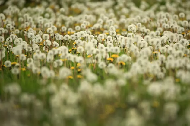 March 28 is &#8216;Weed Appreciation Day&#8217; &#8212; Make Yummy Wine With Dandelions!