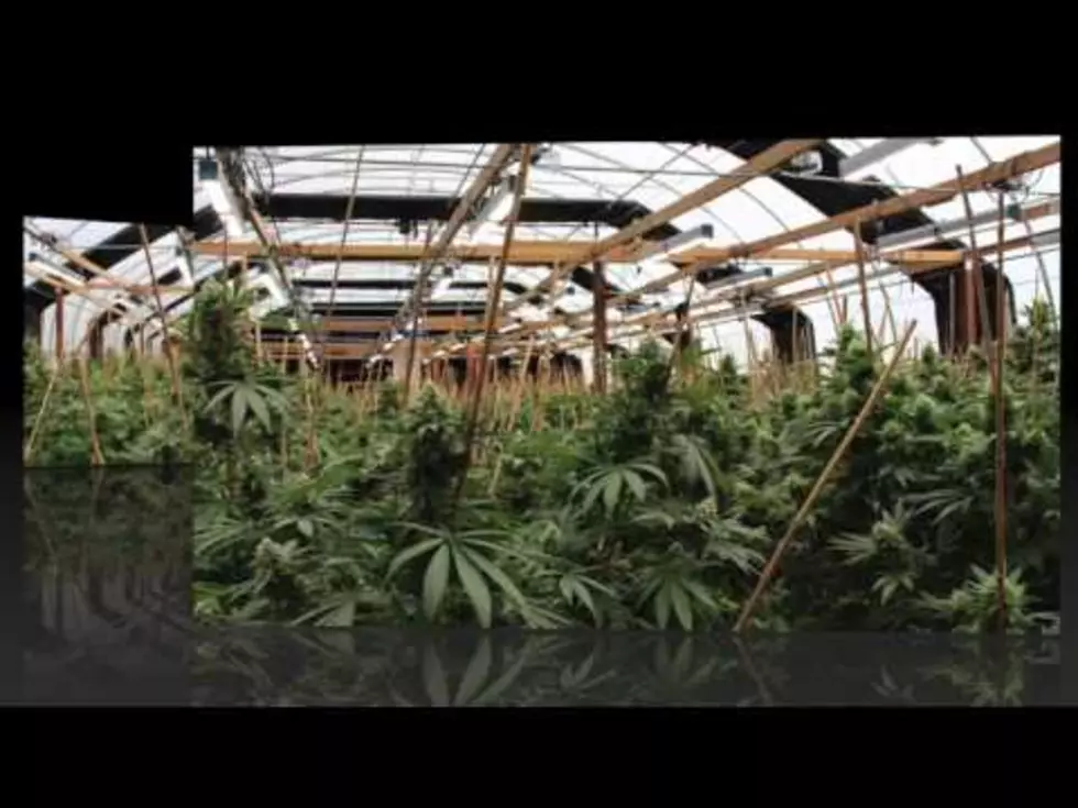 I Took A Tour Of A Marijuana Farm — Completely Awesome! [VIDEO]