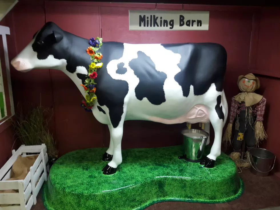 Central Washington State Fair Has A New Feature &#8212; &#8216;Maybelle&#8217; The Milk Cow!