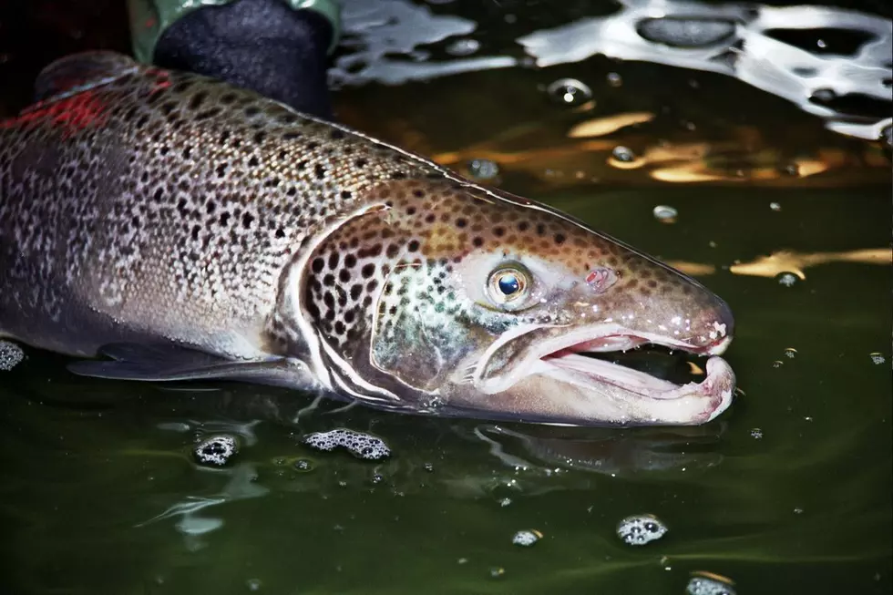 Atlantic Salmon Endangering Native Fisheries