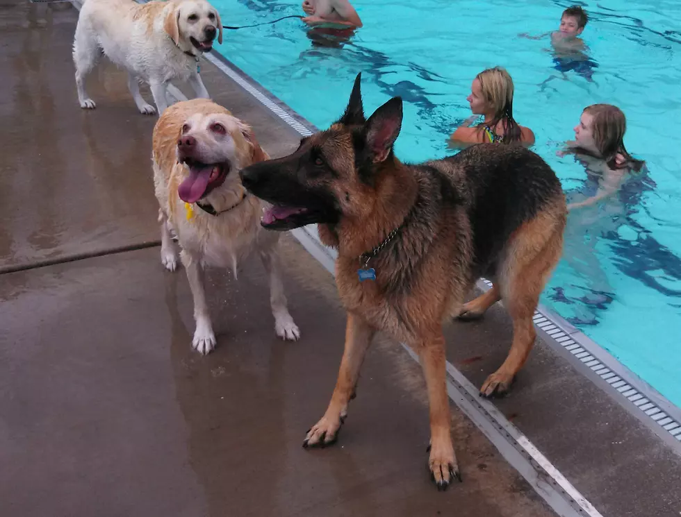 Take a Dip With Your Pooch! Franklin Park’s Annual ‘Paws In The Pool’ Coming This Weekend